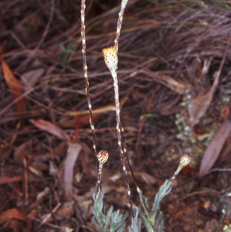 Leptorhynchos squamatus subsp. squamatus