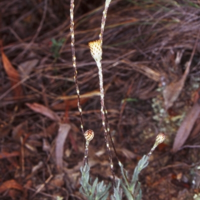 Leptorhynchos squamatus subsp. squamatus