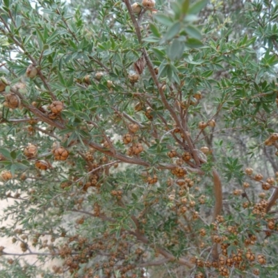 Leptospermum continentale