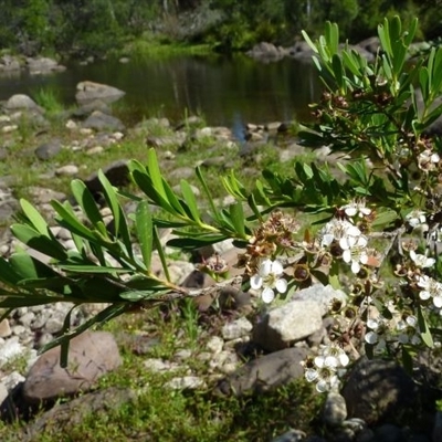 Leptospermum emarginatum