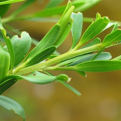 Leptospermum emarginatum