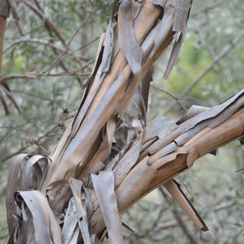 Leptospermum grandifolium