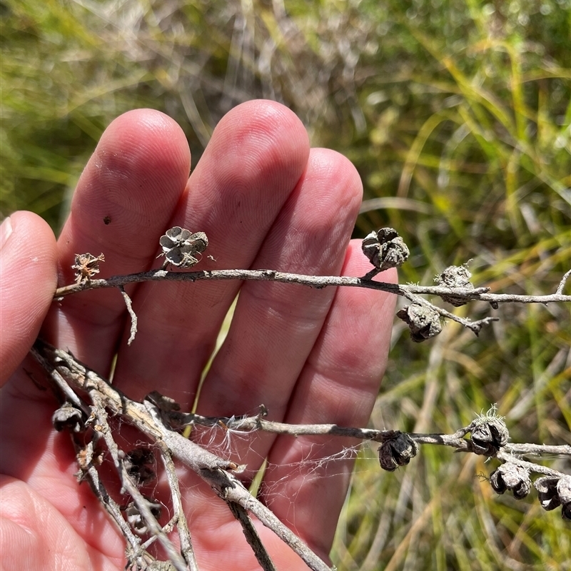 Leptospermum grandifolium