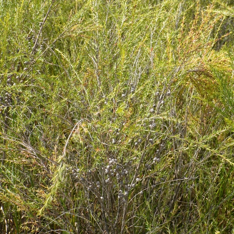 Leptospermum juniperinum