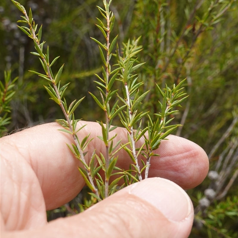 Leptospermum juniperinum