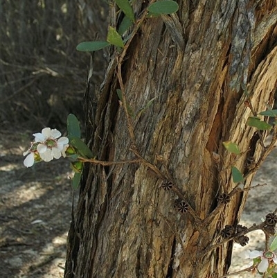 Leptospermum laevigatum