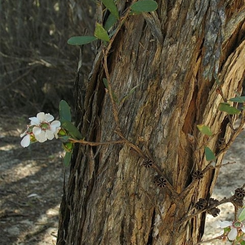 Leptospermum laevigatum