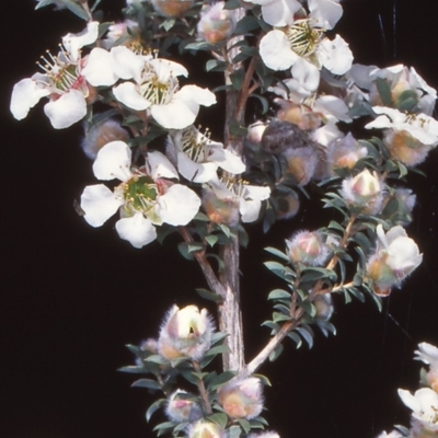 Leptospermum lanigerum