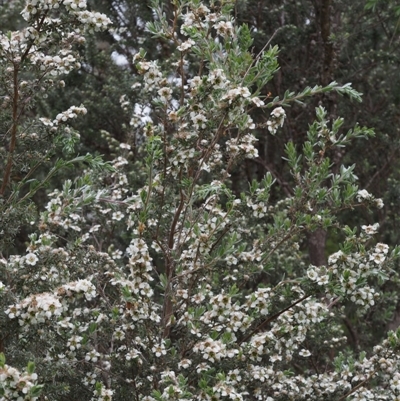 Leptospermum lanigerum