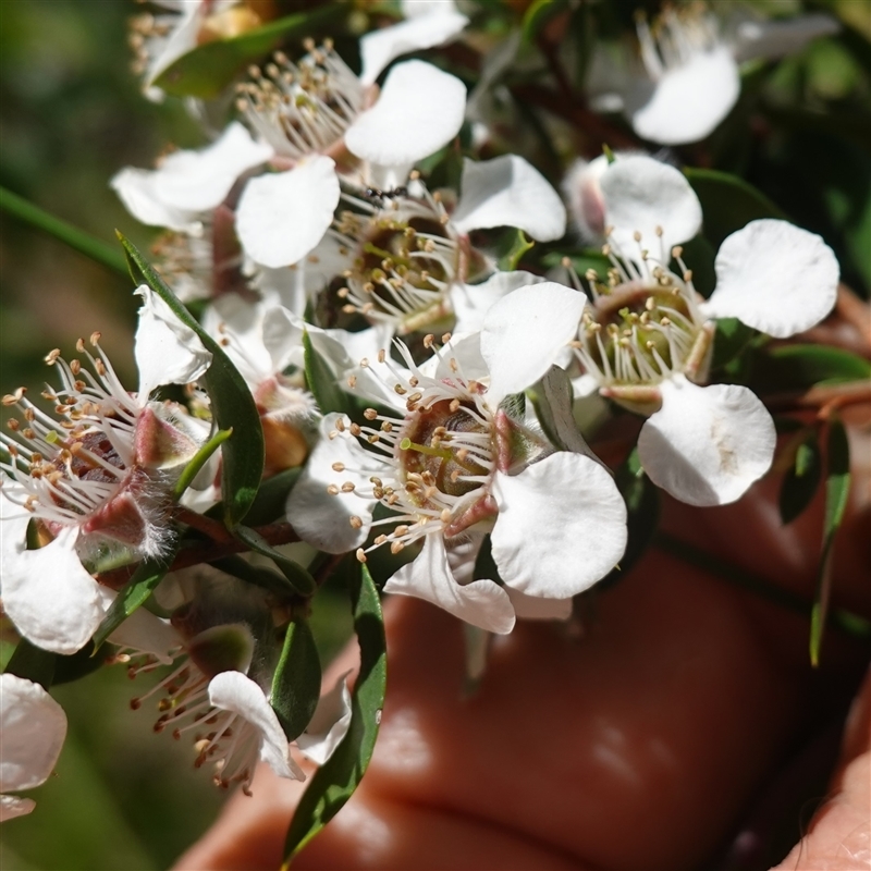 Leptospermum lanigerum