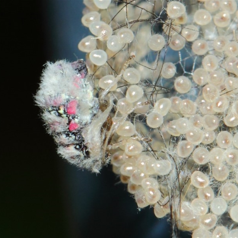 FEMALE & EGGS