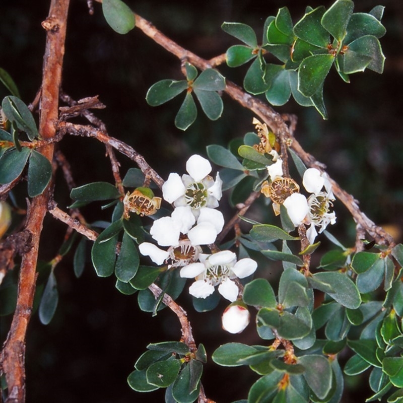 Leptospermum micromyrtus