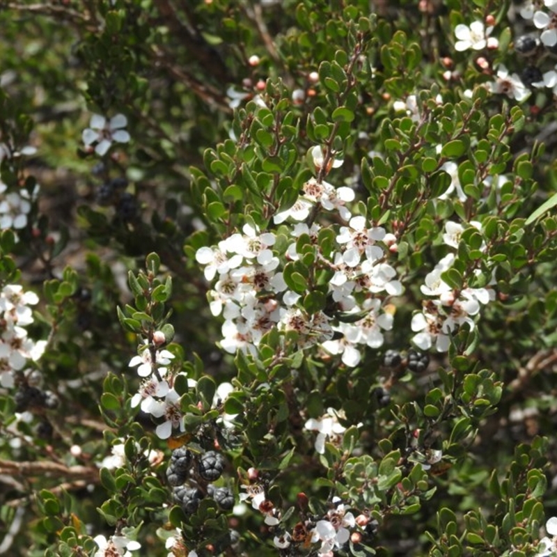 Leptospermum micromyrtus