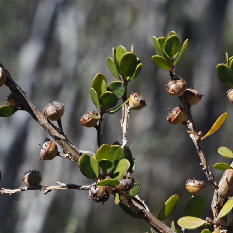 Leptospermum micromyrtus