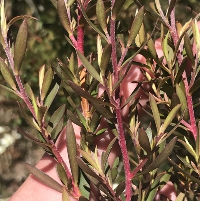 Leptospermum morrisonii