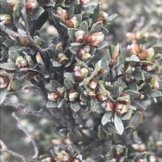 Leptospermum namadgiensis