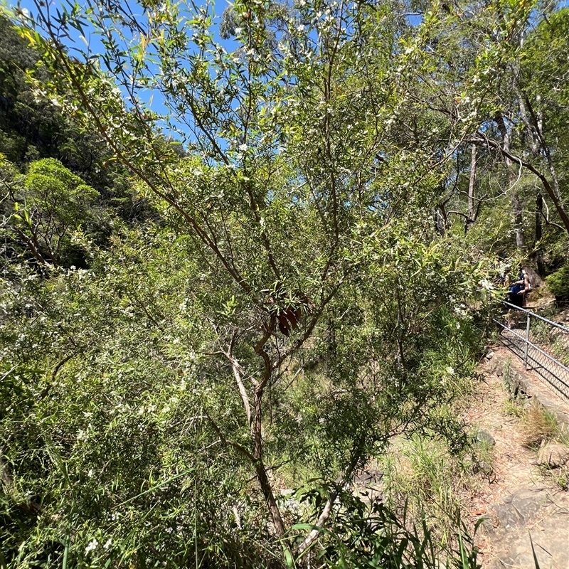 Leptospermum petersonii