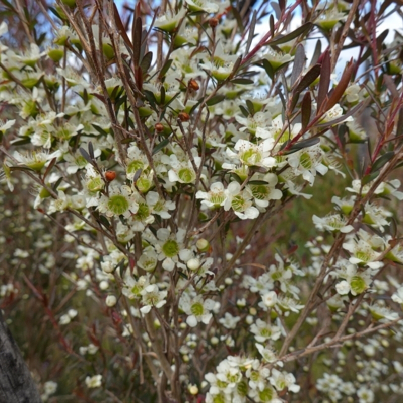 Leptospermum polygalifolium