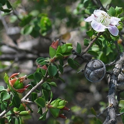 Leptospermum rotundifolium