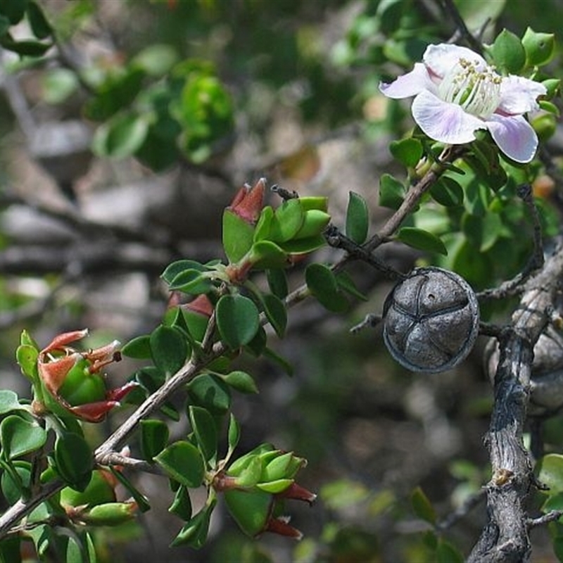 Leptospermum rotundifolium