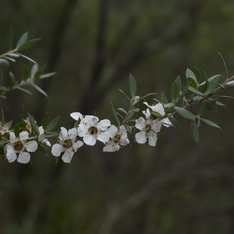 Leptospermum scoparium