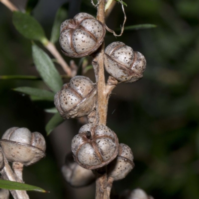 Leptospermum scoparium