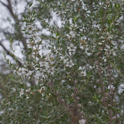 Leptospermum scoparium