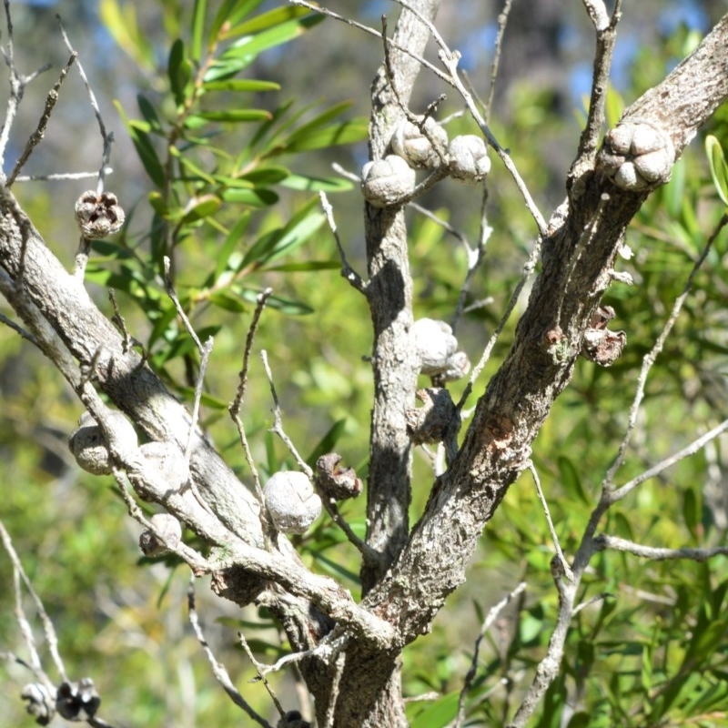 Leptospermum sejunctum