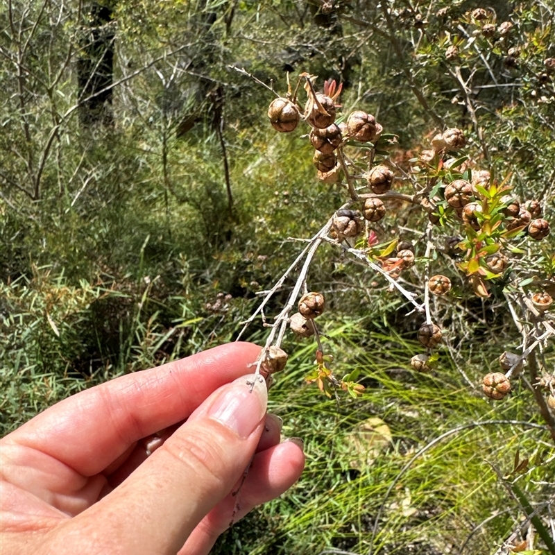 Leptospermum sp.