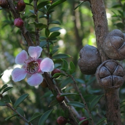 Leptospermum squarrosum