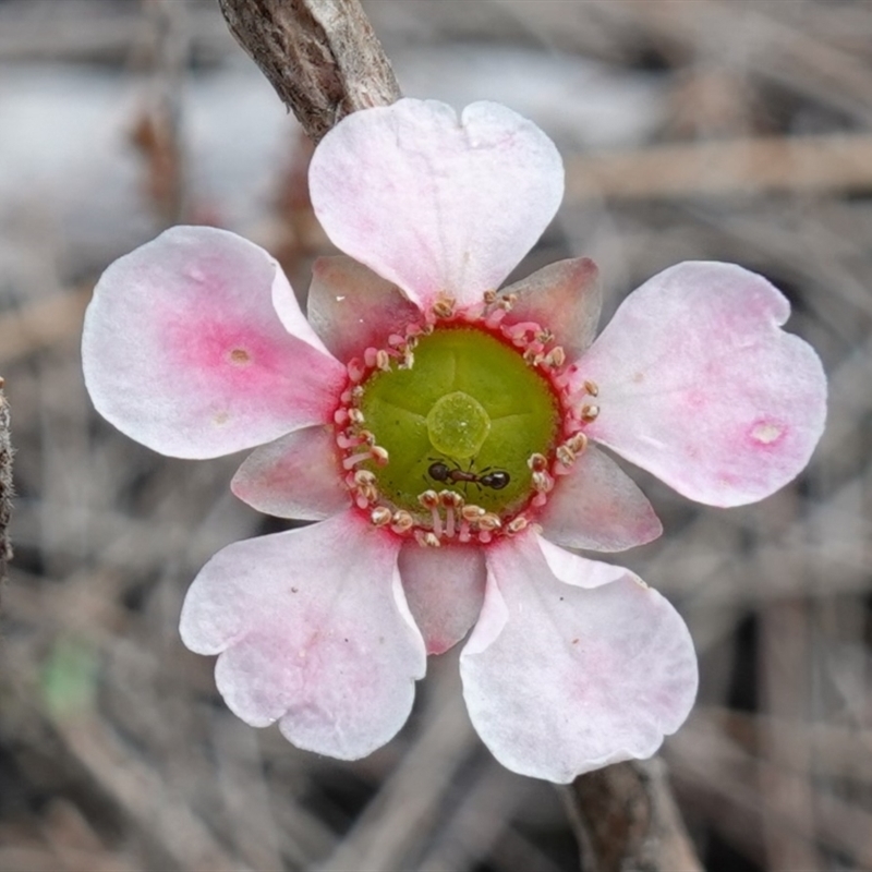 Leptospermum squarrosum