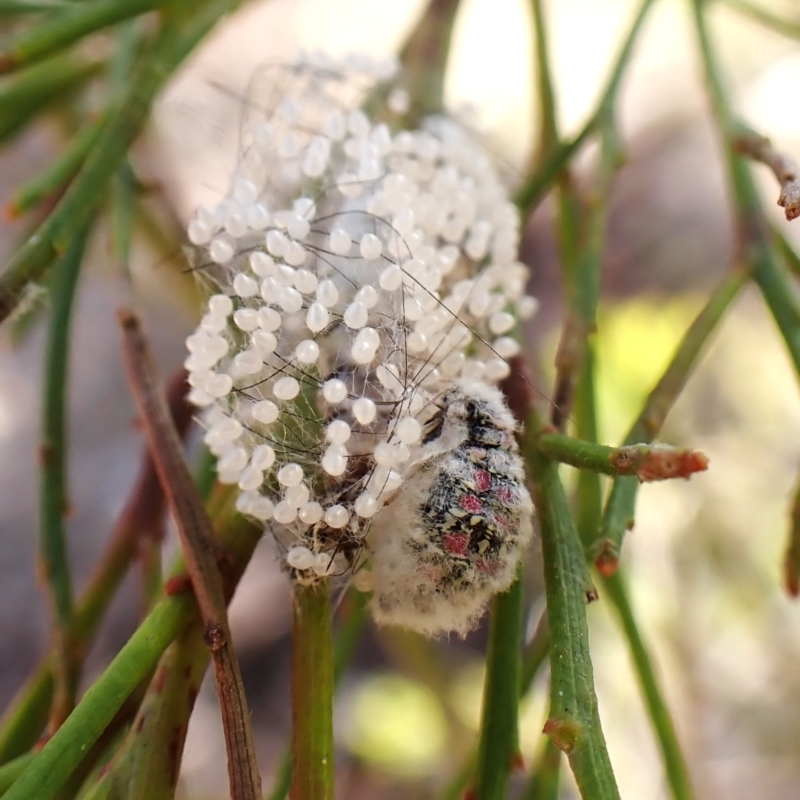 Anestia semiochrea