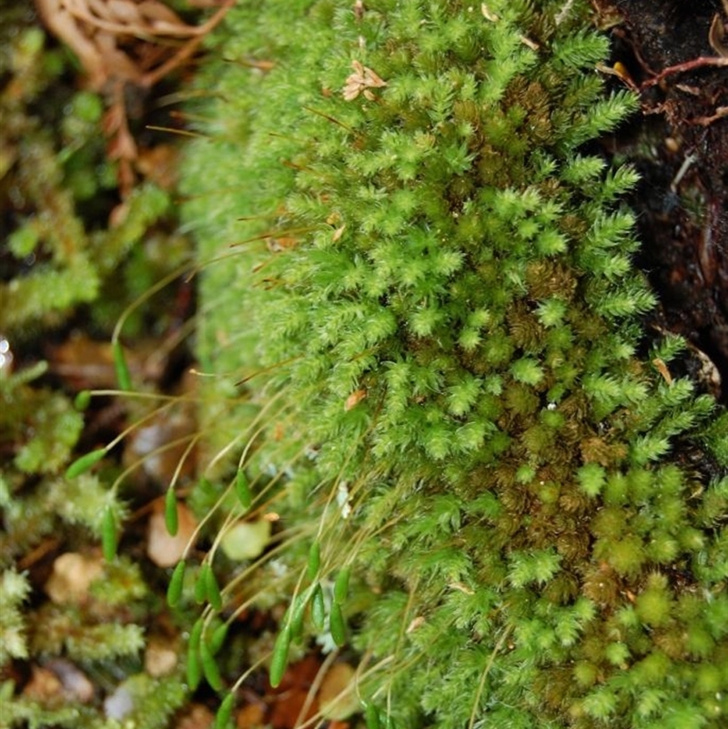 Leptostomum inclinans