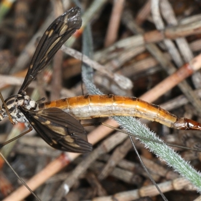 Leptotarsus (Habromastix) sp. (sub-genus)