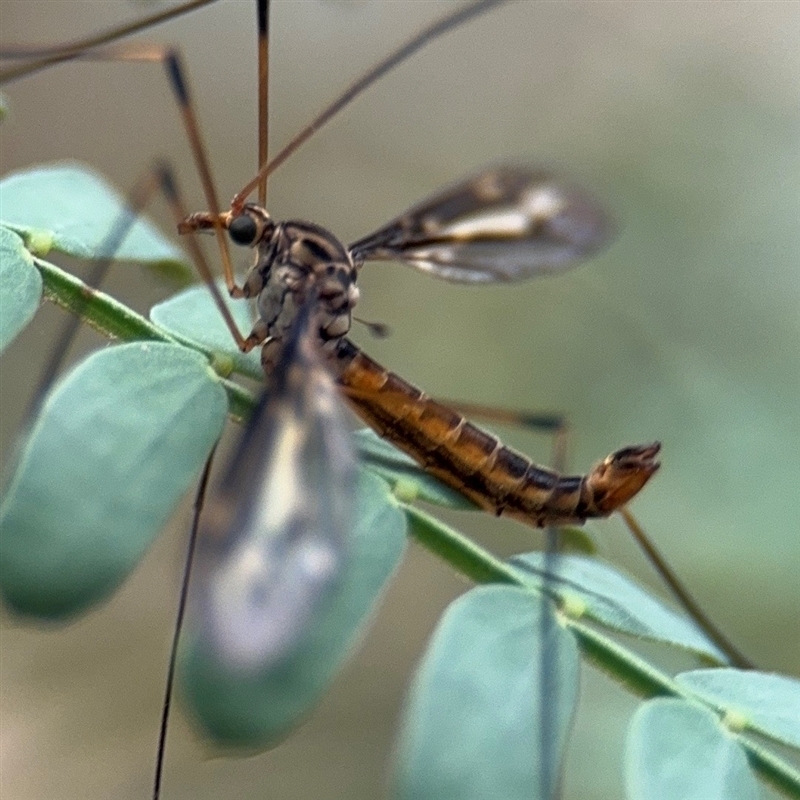 Leptotarsus (Habromastix) sp. (sub-genus)