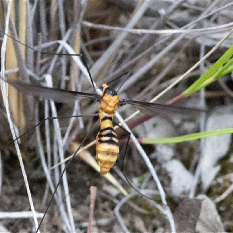 Leptotarsus (Leptotarsus) clavatus