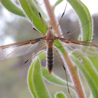 Leptotarsus (Leptotarsus) sp.(genus)