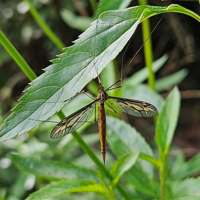 Leptotarsus (Leptotarsus) sp.(genus)