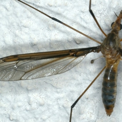 Leptotarsus (Macromastix) sp. (genus & subgenus)