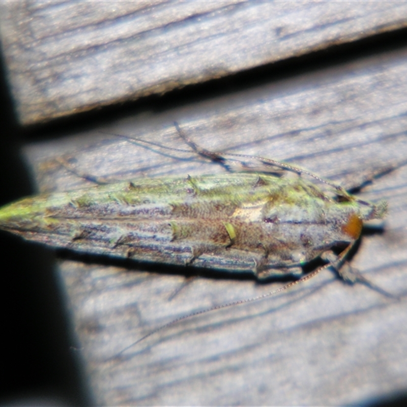 Leptozestis (genus)