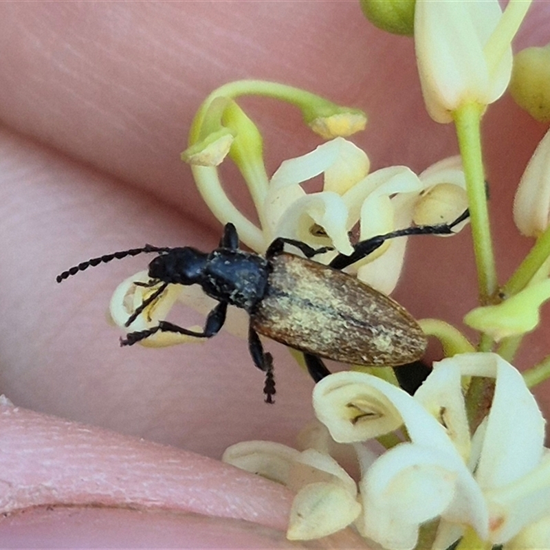 Lepturidea deplanchei