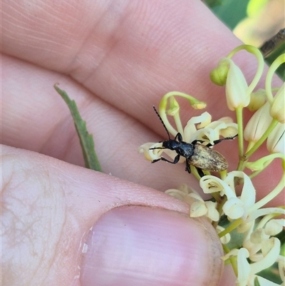 Lepturidea deplanchei