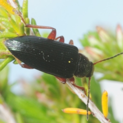 Lepturidea pulchra