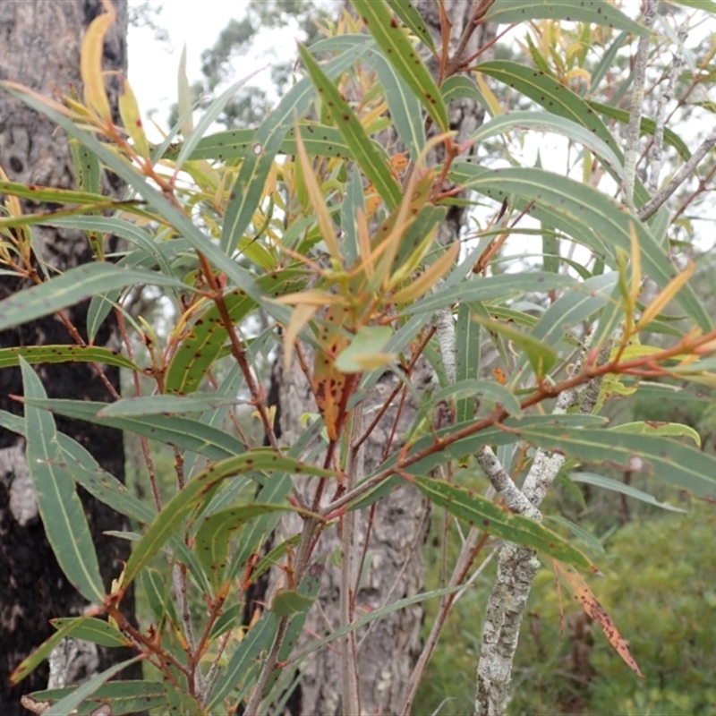 Angophora bakeri