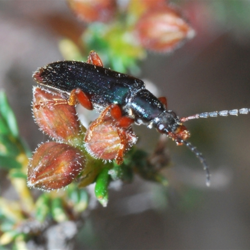 Lepturidea punctulaticollis