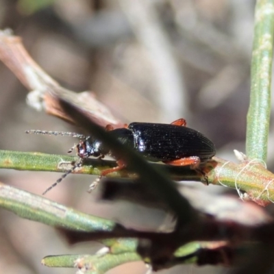 Lepturidea sp. (genus)