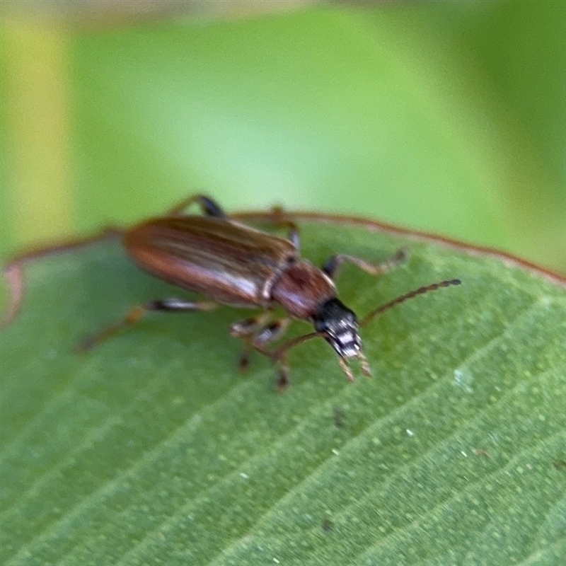 Lepturidea sp. (genus)