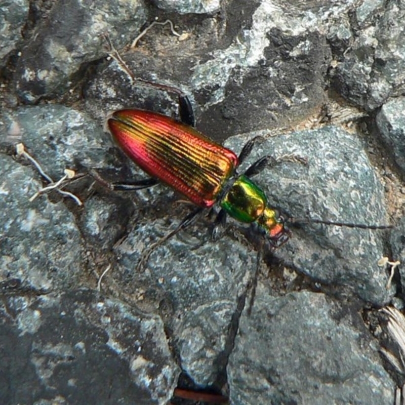 Lepturidea viridis