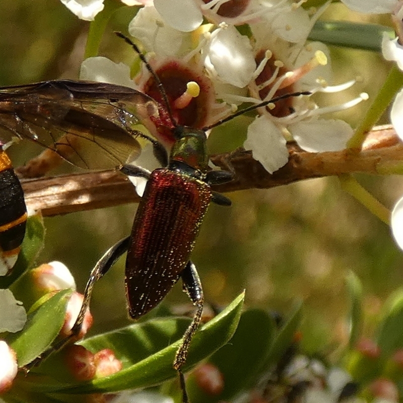 Lepturidea viridis