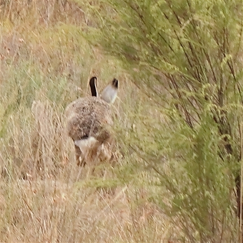 Lepus capensis